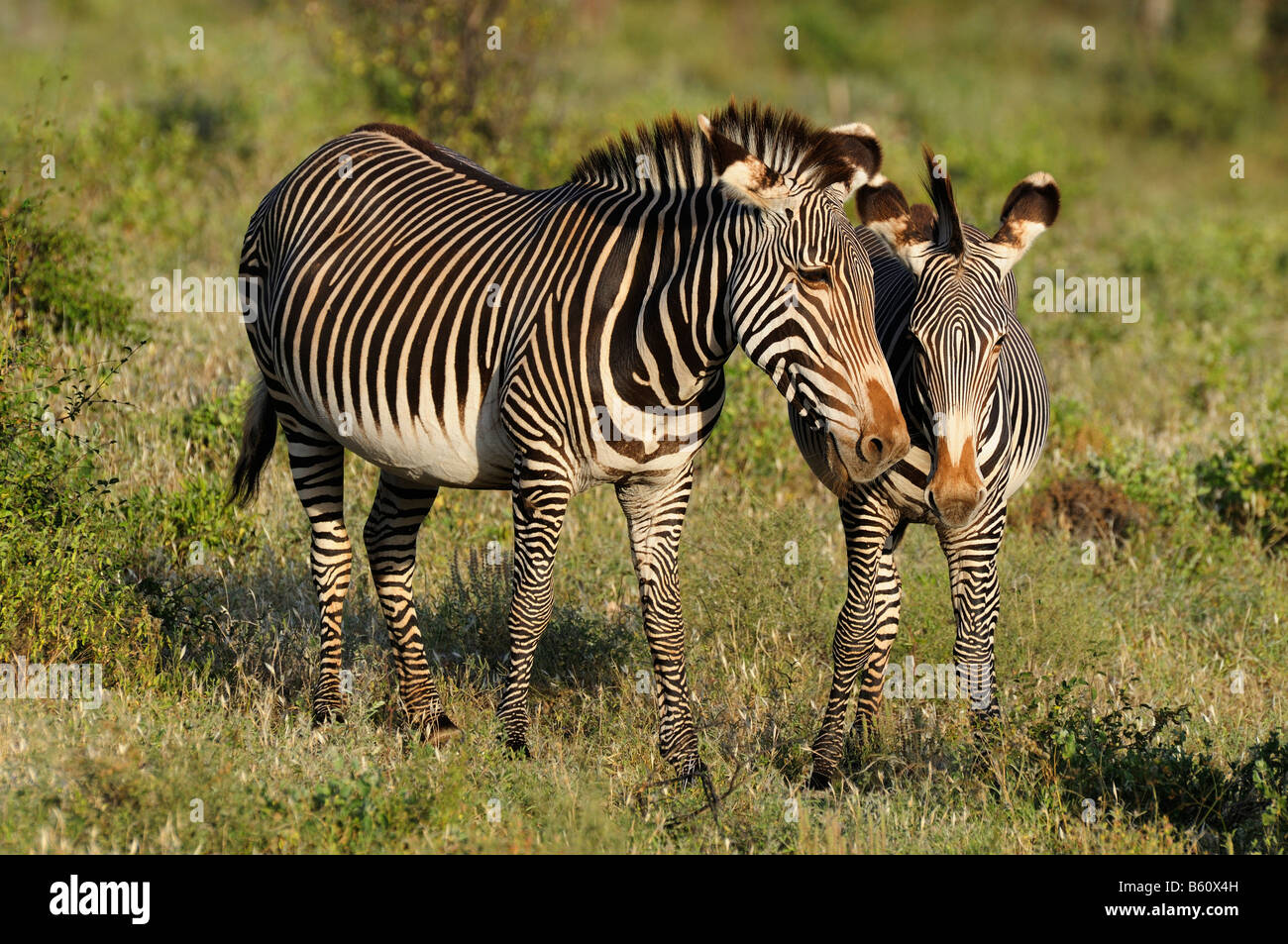 Deux le zèbre de Grevy, ou Impérial zèbre (Equus grevyi), Samburu National Reserve, Kenya, Africa Banque D'Images