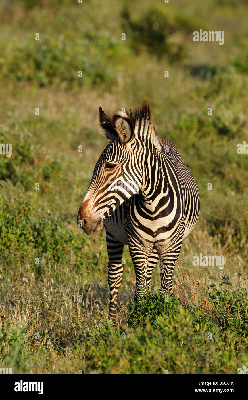 Le Zèbre de Grévy (Equus grevyi), Samburu National Reserve, Kenya, Afrique de l'Est, l'Afrique Banque D'Images