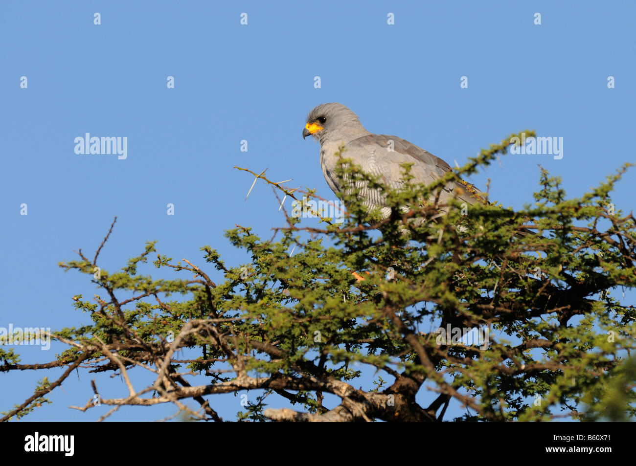 Chant pâle autour des palombes (Melierax canorus), Samburu National Reserve, Kenya, Africa Banque D'Images