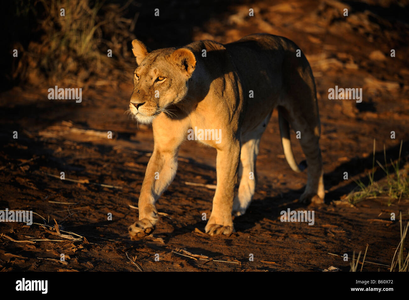 Lion (Panthera leo), lionne à l'aube, la réserve nationale de Samburu, Kenya, Africa Banque D'Images