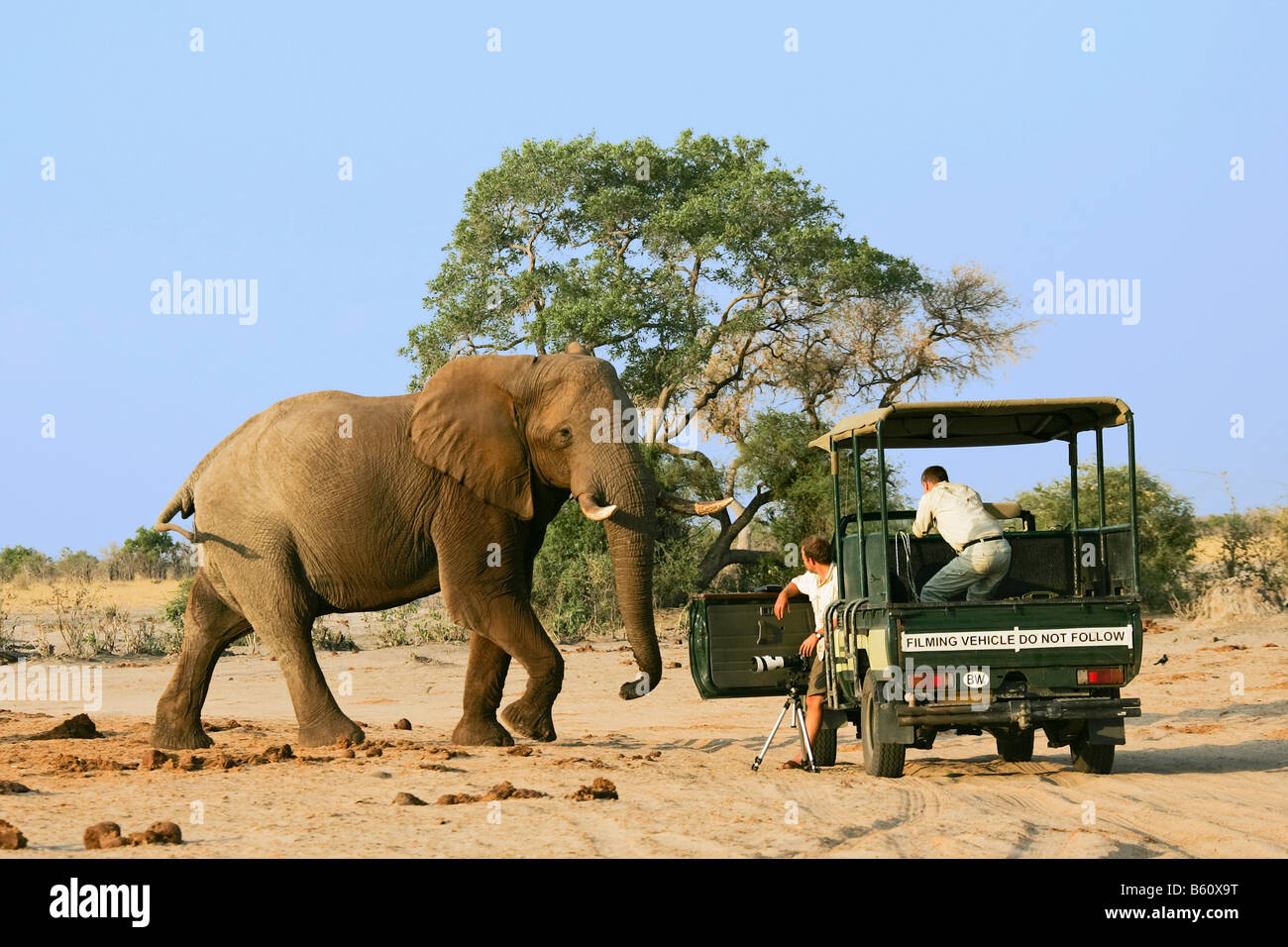 Bush africain Elephant (Loxodonta africana) bull en face d'une jeep avec des photographes, Savuti, Chobe National Park, Botswana Banque D'Images