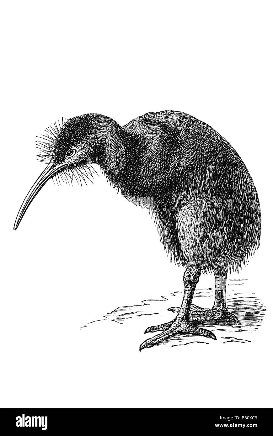 Les kiwis sont des oiseaux aptères genre Apteryx Apterygidae famille endémique de Nouvelle-Zélande Banque D'Images