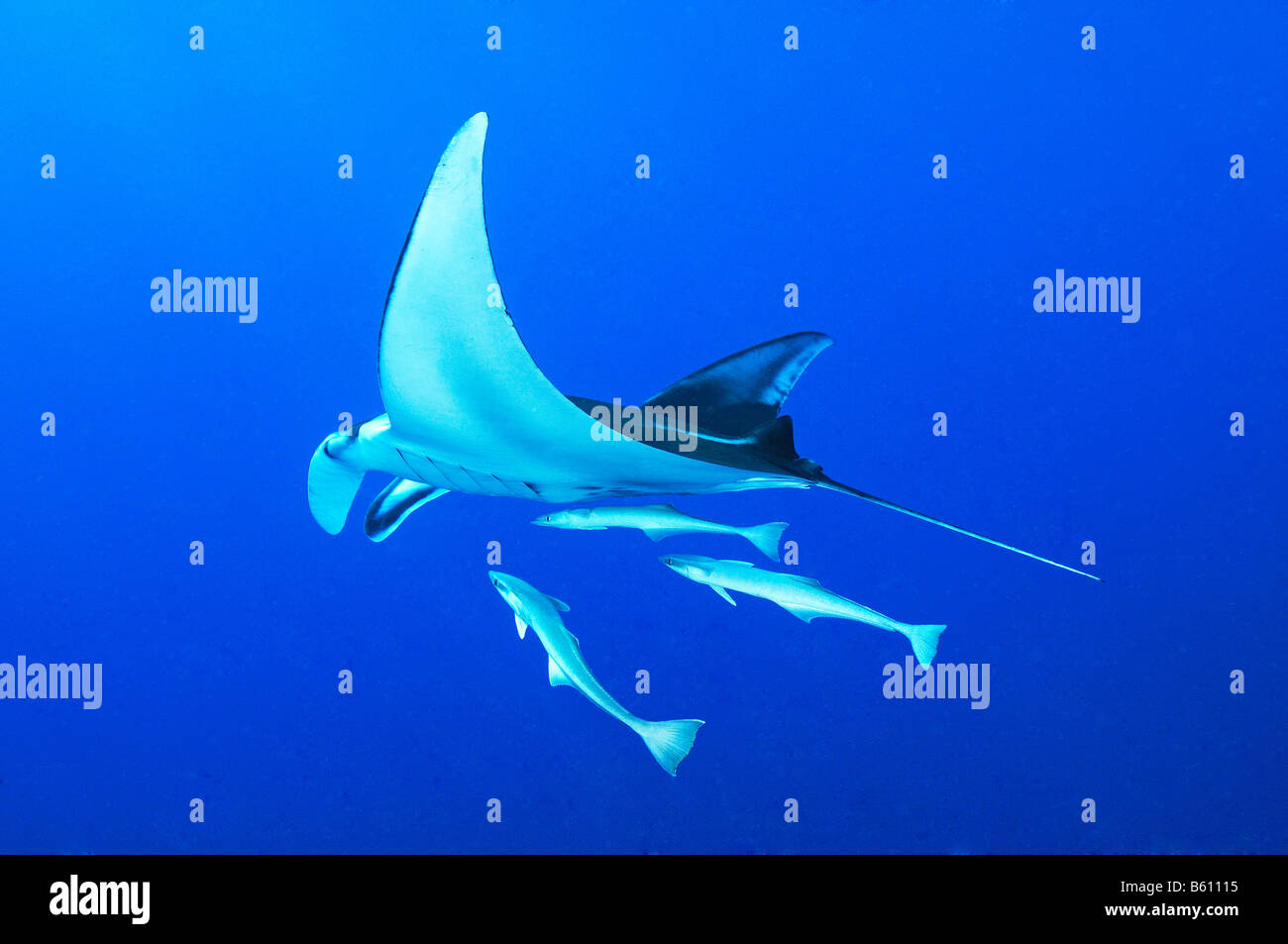 Echeneis naucrates Manta birostris et Manta Ray avec suckerfish, Mer Rouge Banque D'Images