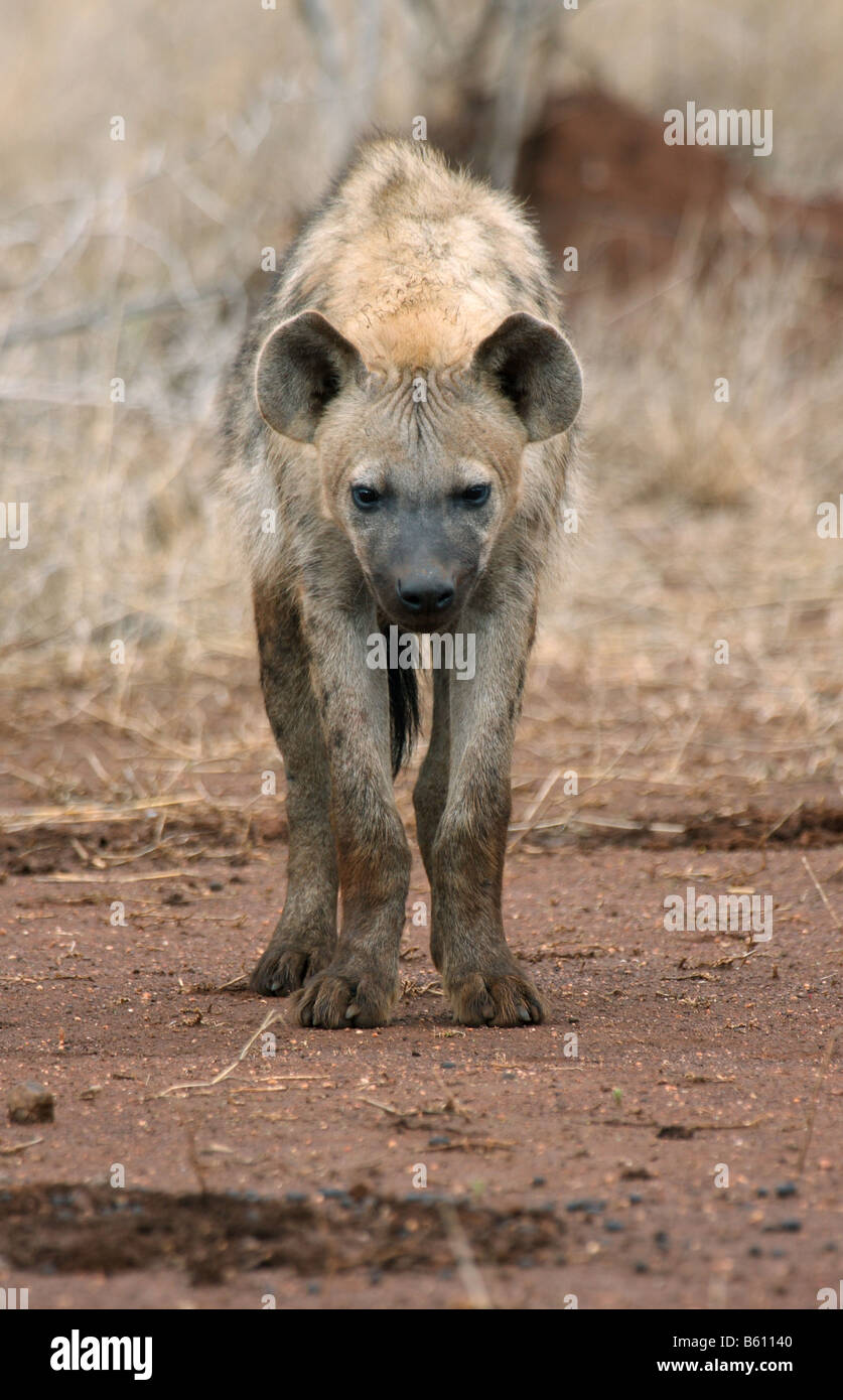 L'hyène tachetée Crocuta crocuta seul adulte Banque D'Images