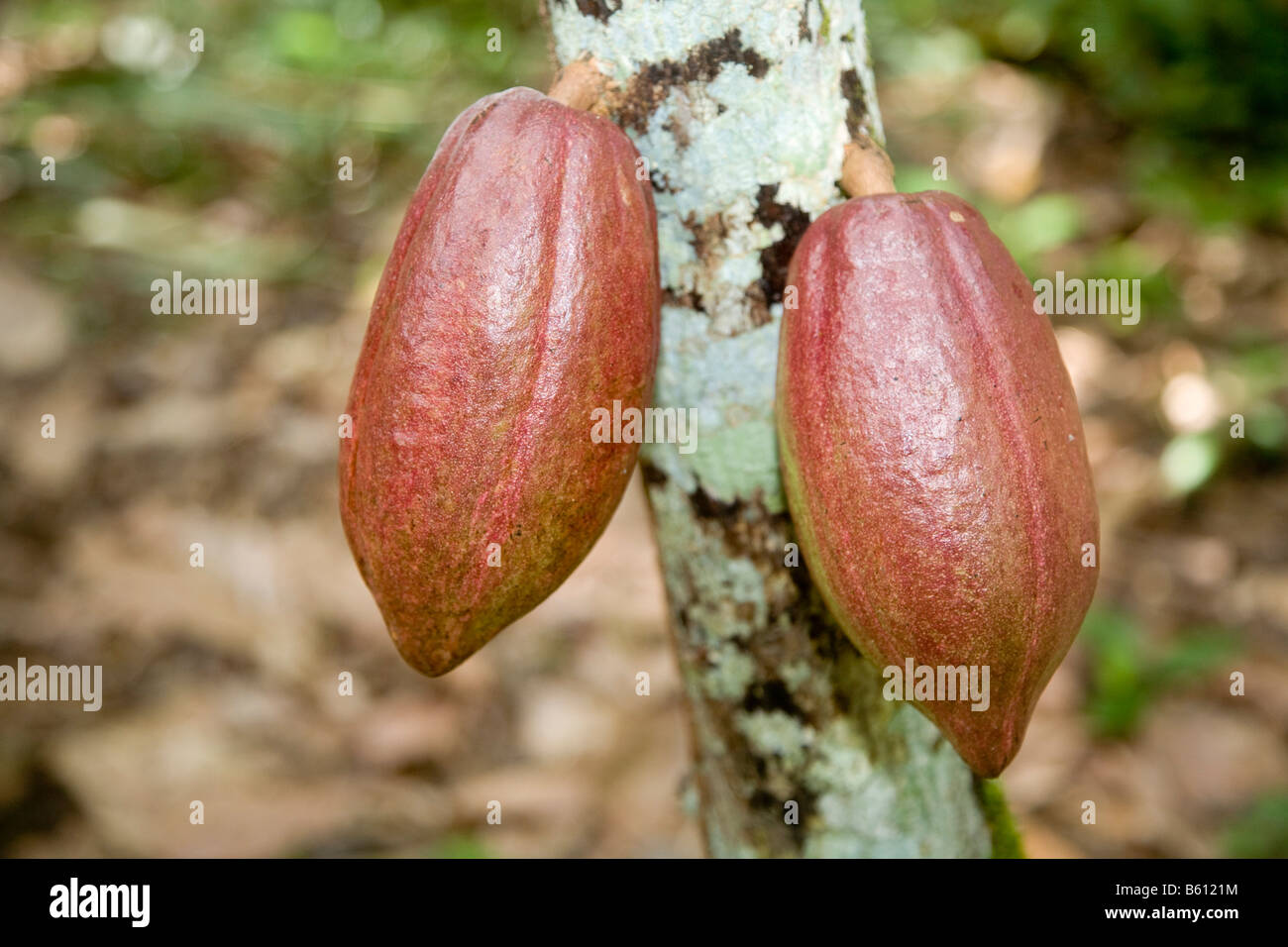 Fruits de cacao non mûres, les gousses, sur un cacaoyer, plantation de cacao, Hacienda Bukare, la culture du cacao et de la transformation, de l'Chacaracual Banque D'Images