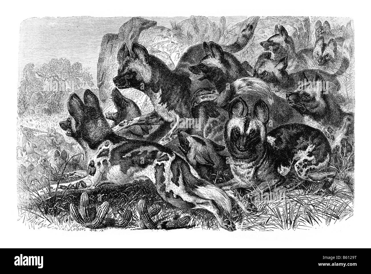Canis lycaon pictus Hyénidés est une famille de mammifères de l'ordre des carnivores indigènes dans les deux continents africain et asiatique Banque D'Images
