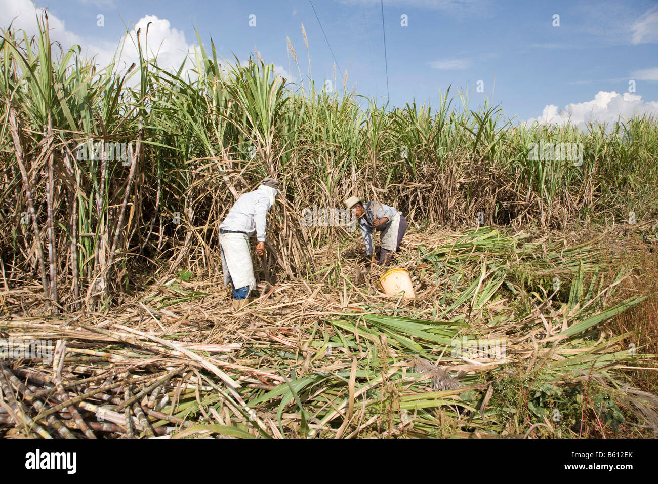 La canne à sucre, la canne coupe hommes avec une machette, le Venezuela, l'Amérique du Sud Banque D'Images