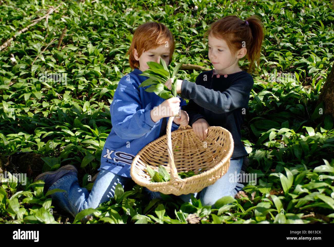 Un garçon et une fille avec un panier ramasser l'ail sauvage dans une forêt Banque D'Images