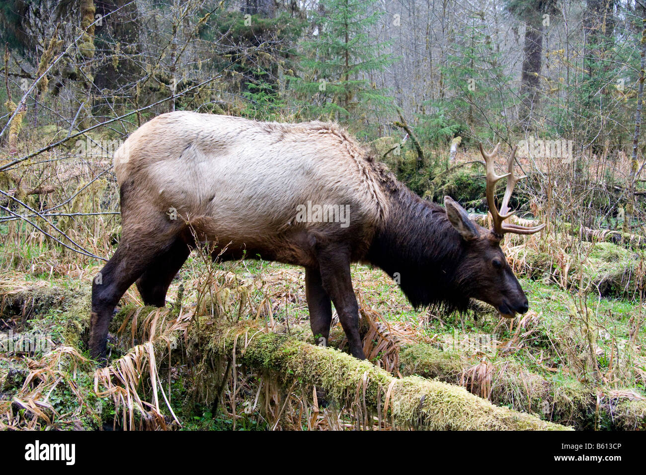 Le wapiti de Roosevelt un près de la rivière Hoh dans le parc national Olympic Washington Banque D'Images