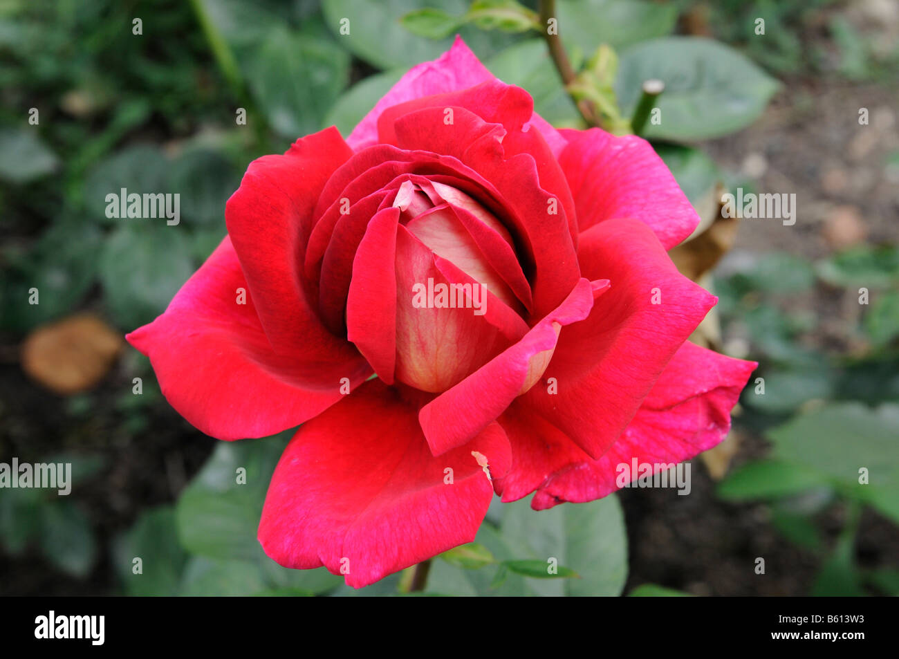 Red Rose (Rosa) fleur dans les jardins du palais de Weikersheim, Bade-Wurtemberg Banque D'Images