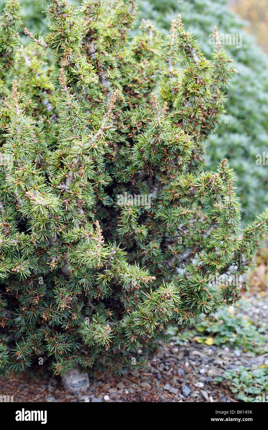 CEDRUS BREVIFOLIA KENWITH Banque D'Images