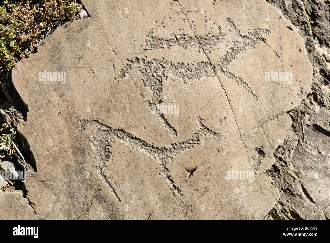 Pétroglyphes préhistoriques, pictogramme, Deer Valley, Tschuja, République de l'Altaï, en Sibérie, Russie, Asie Banque D'Images