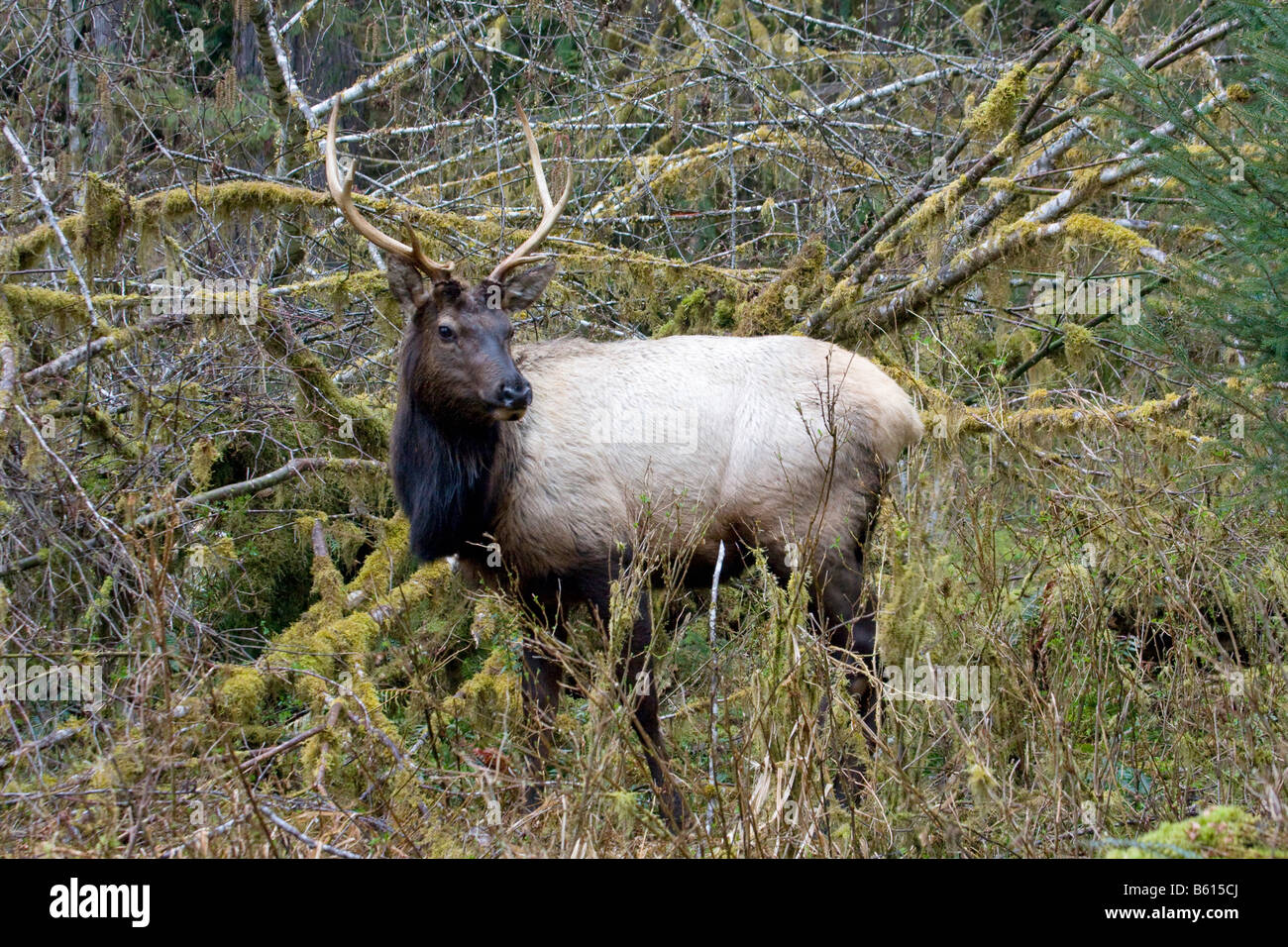 Le wapiti de Roosevelt un près de la rivière Hoh Olympic National Park Washington Banque D'Images