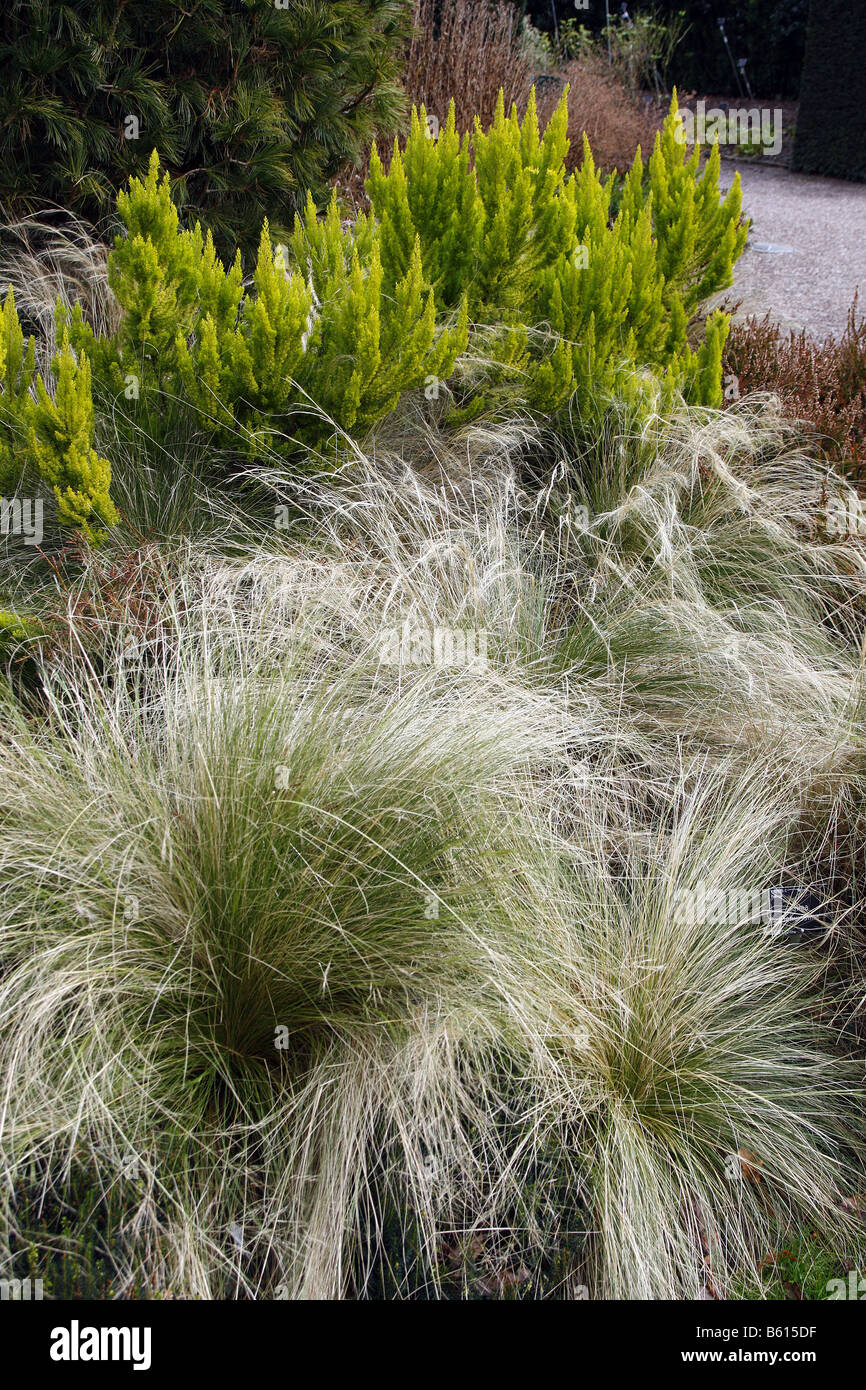 STIPA TENUISSIMA ET ERICA ARBOREA ALBERTS OR DANS LE JARDIN D'HIVER À RHS ROSEMOOR Banque D'Images