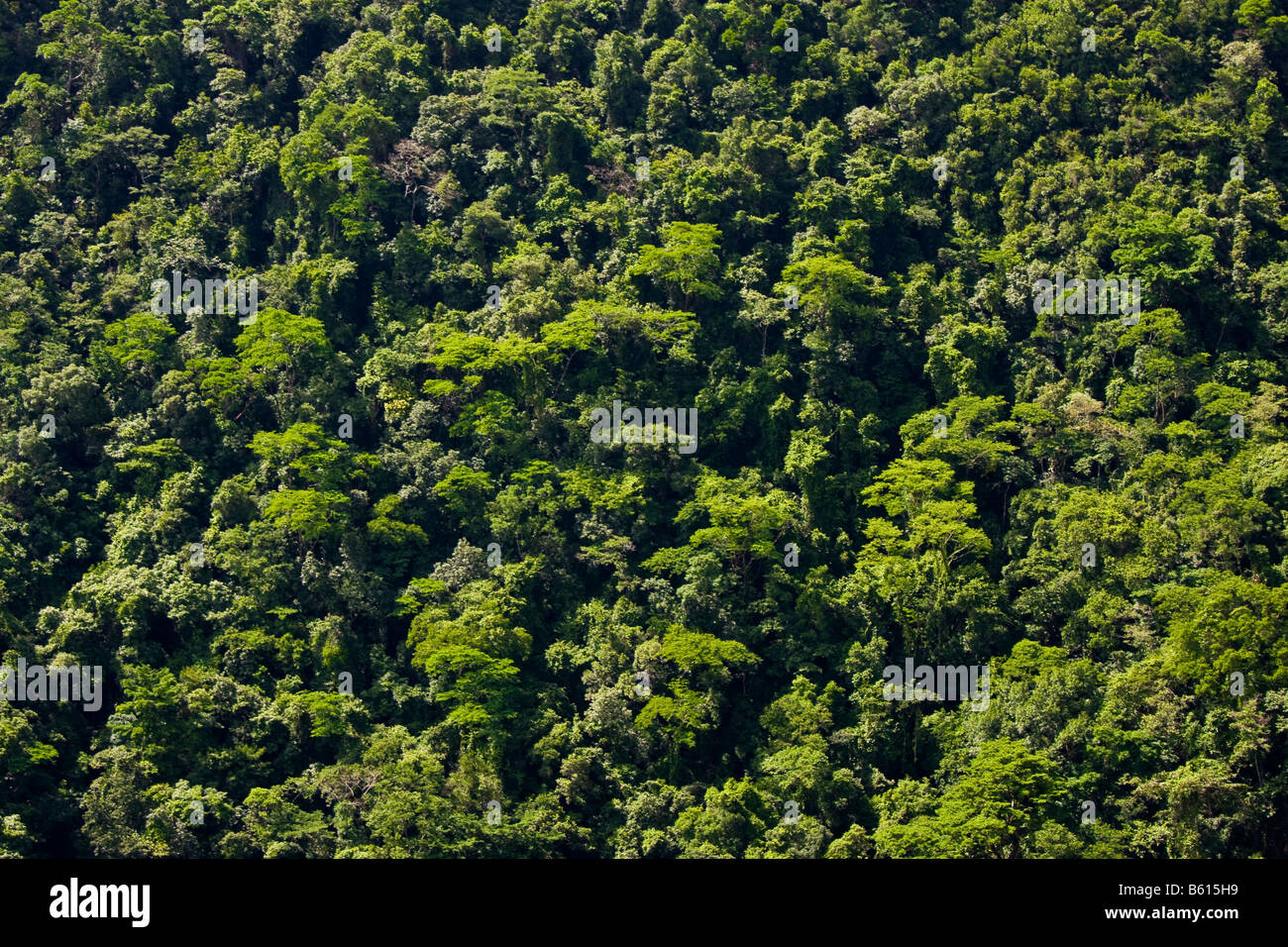 Le district de Cayo BELIZE forêt luxuriante dans le Mountain Pine Ridge Forest Reserve Banque D'Images