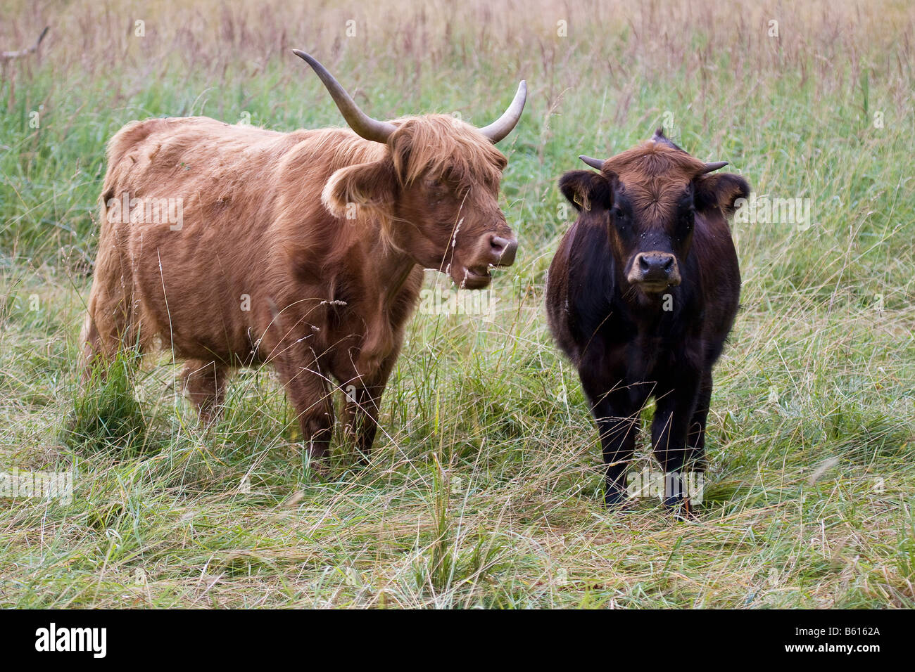 Deux vaches highland écossais Banque D'Images