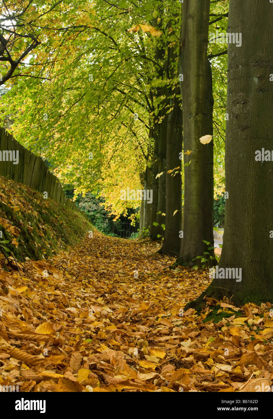 Un tapis de feuilles d'automne et de l'Avenue de troncs d'arbres, de Gawsworth, Cheshire, England, UK Banque D'Images