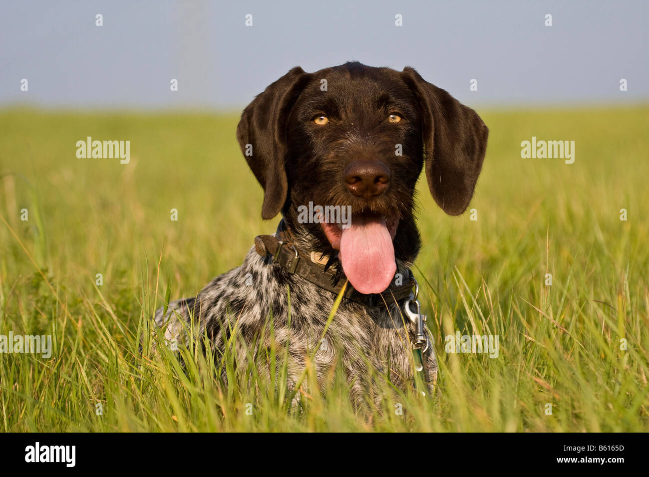 Braque Allemand, chien de chasse, couché sur un pré, portrait Banque D'Images