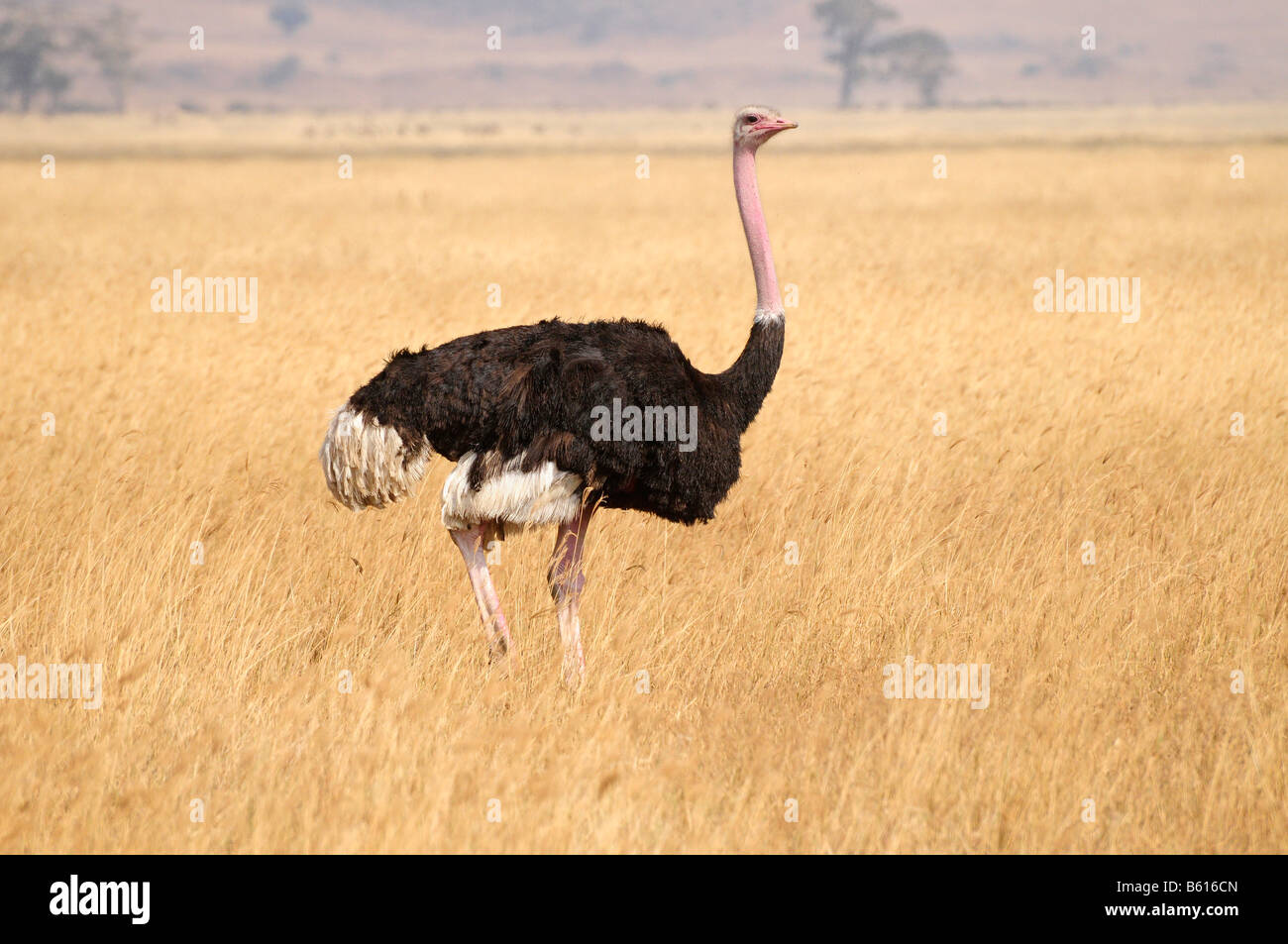 Autruche (Struthio camelus) dans le cratère du Ngorongoro, de la Ngorongoro Conservation Area, Tanzania, Africa Banque D'Images