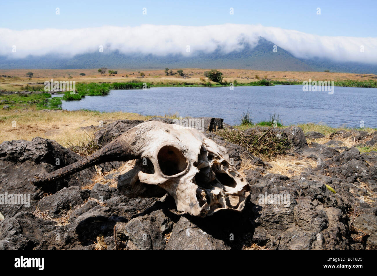 Crâne de gnous en face de la nuée couvrait le bord du cratère du Ngorongoro, de la Ngorongoro Conservation Area, Tanzania, Africa Banque D'Images Crâne de gnous en face de la nuée couvrait le bord du cratère du Ngorongoro, de la Ngorongoro Conservation Area, Tanzania, Africa Banque D'Images