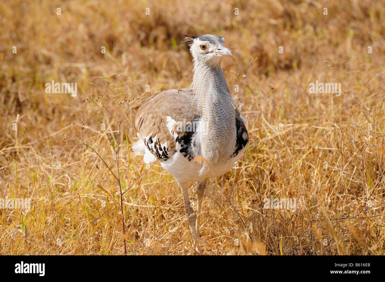 Outarde Kori (Ardeotis kori), Ngorongoro Crater, de la Ngorongoro Conservation Area, Tanzania, Africa Banque D'Images