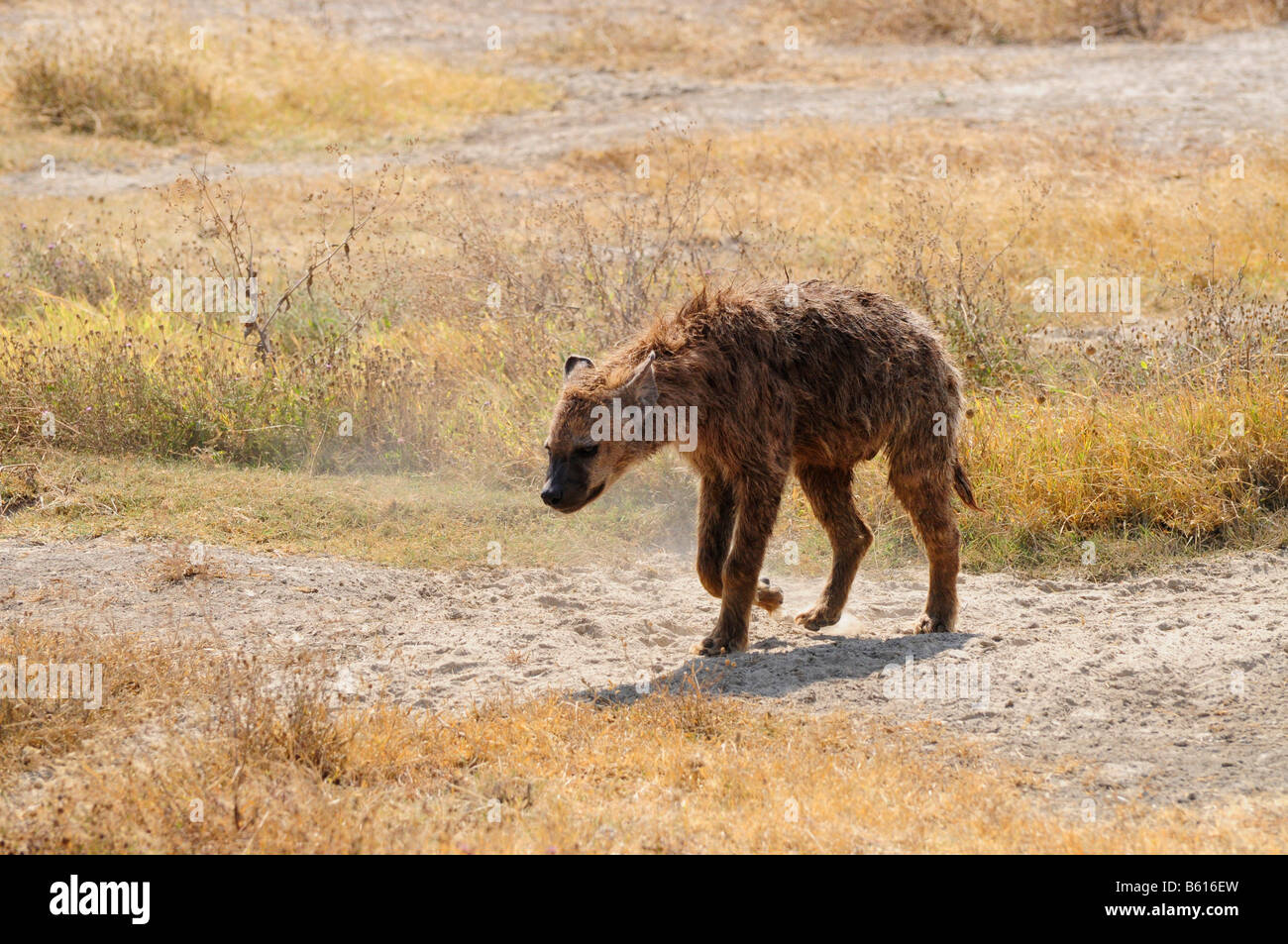 L'Hyène tachetée ou rire (Crocuta crocuta), Ngorongoro Crater, de la Ngorongoro Conservation Area, Tanzania, Africa Banque D'Images