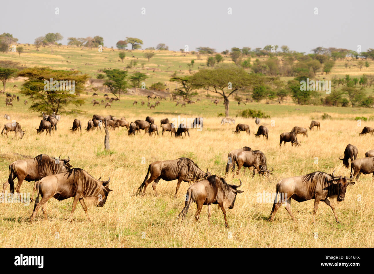 Le Gnou bleu (Connochaetes taurinus) lors de la migration, In Serengeti National Park, Tanzania, Africa Banque D'Images