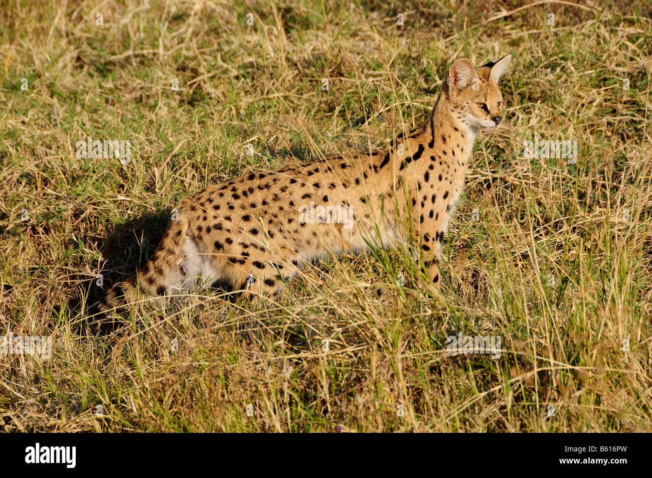 Serval (Leptailurus serval), Ngorongoro Crater, Ngorongoro Conservation Area, Tanzania, Africa Banque D'Images