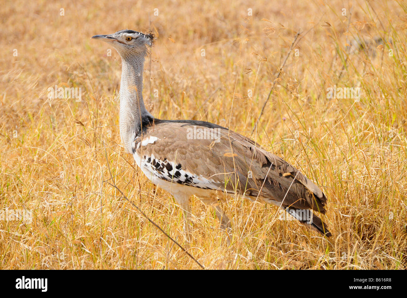 Outarde Kori (Ardeotis kori), Ngorongoro Crater, Ngorongoro Conservation Area, Tanzania, Africa Banque D'Images