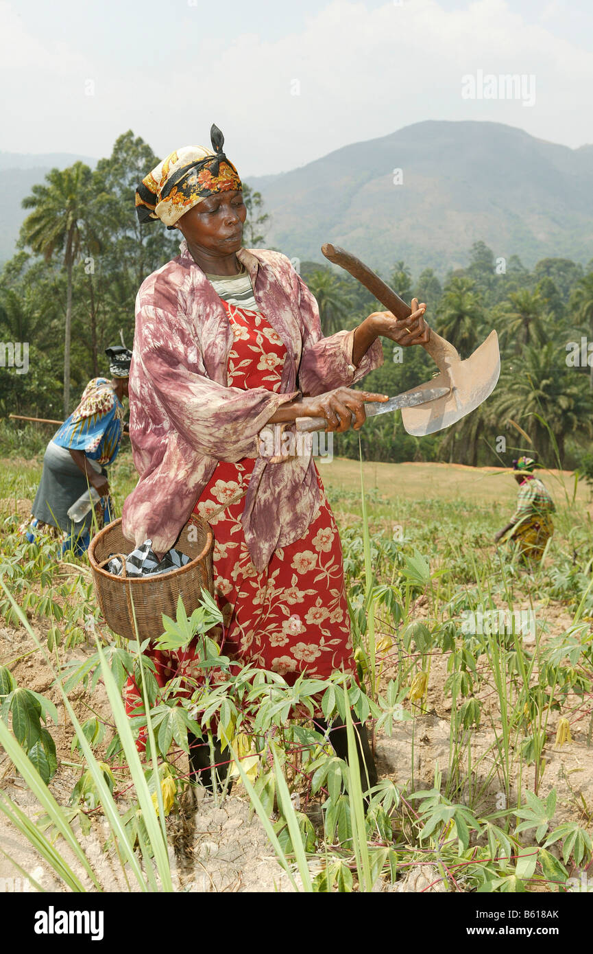 Femme travaillant dans un champ, Njindom, Cameroun, Afrique Banque D'Images