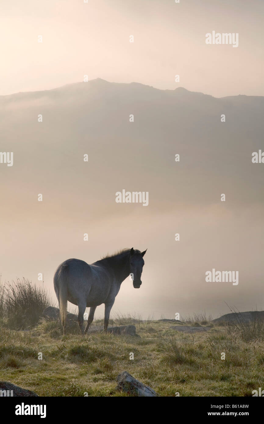 Brume sur la lande de Bodmin cornwall roughtor Banque D'Images