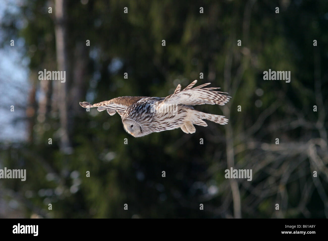 Chouette de l'Oural (Strix uralensis) en vol, la chasse. Banque D'Images