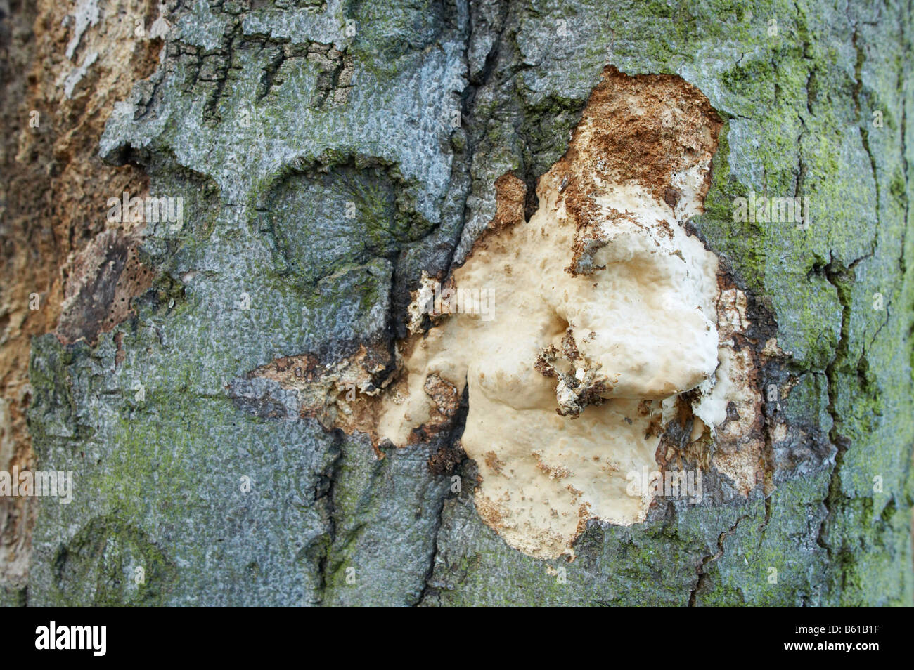 Champignon d'arbre ou de pourriture ou woodworm Golf Polo à Londres en Angleterre Banque D'Images
