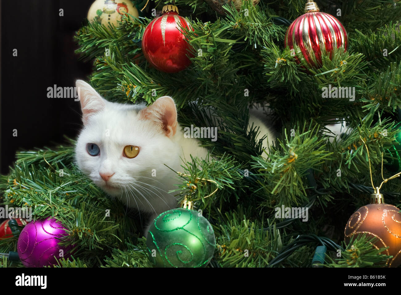Chat blanc avec des yeux de différentes couleurs assis dans un sapin de Noël décoré de boules rouges, vertes et dorées. Banque D'Images
