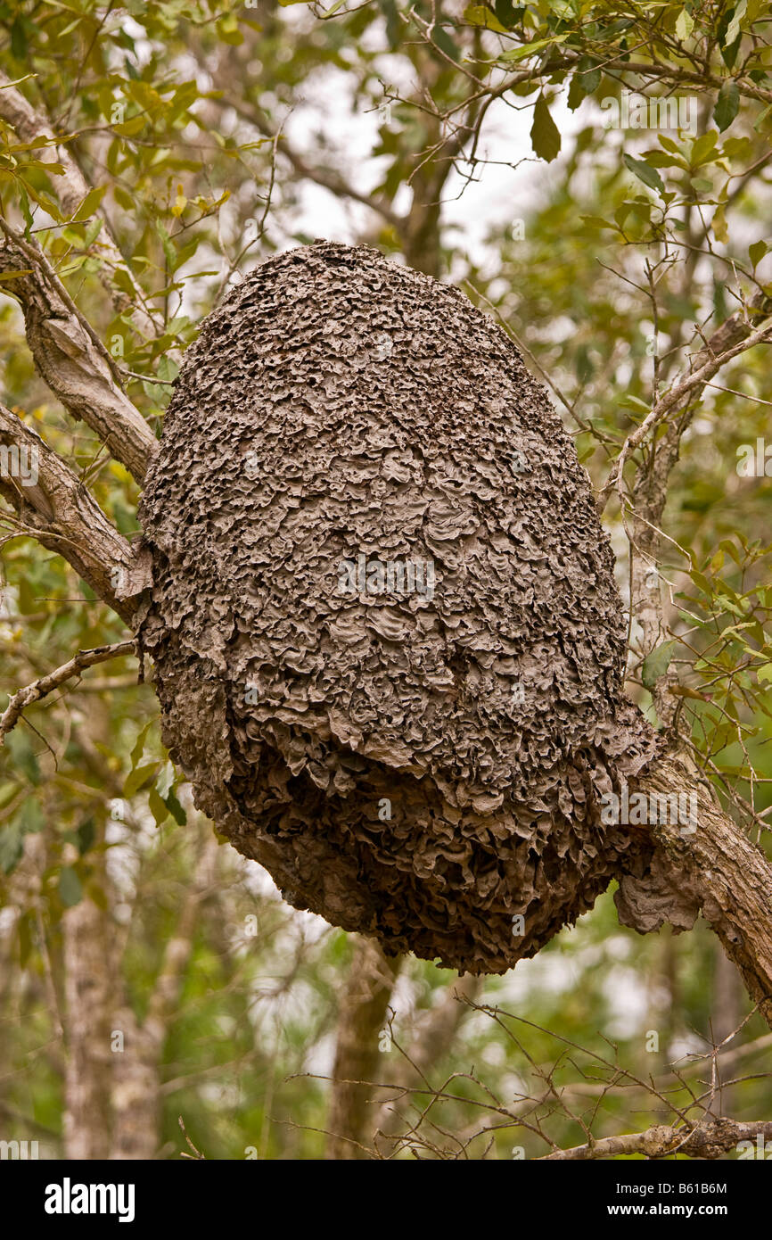 Le district de Cayo, BELIZE - termitière sur branche d'arbre en Mountain Pine Ridge Forest Reserve Banque D'Images