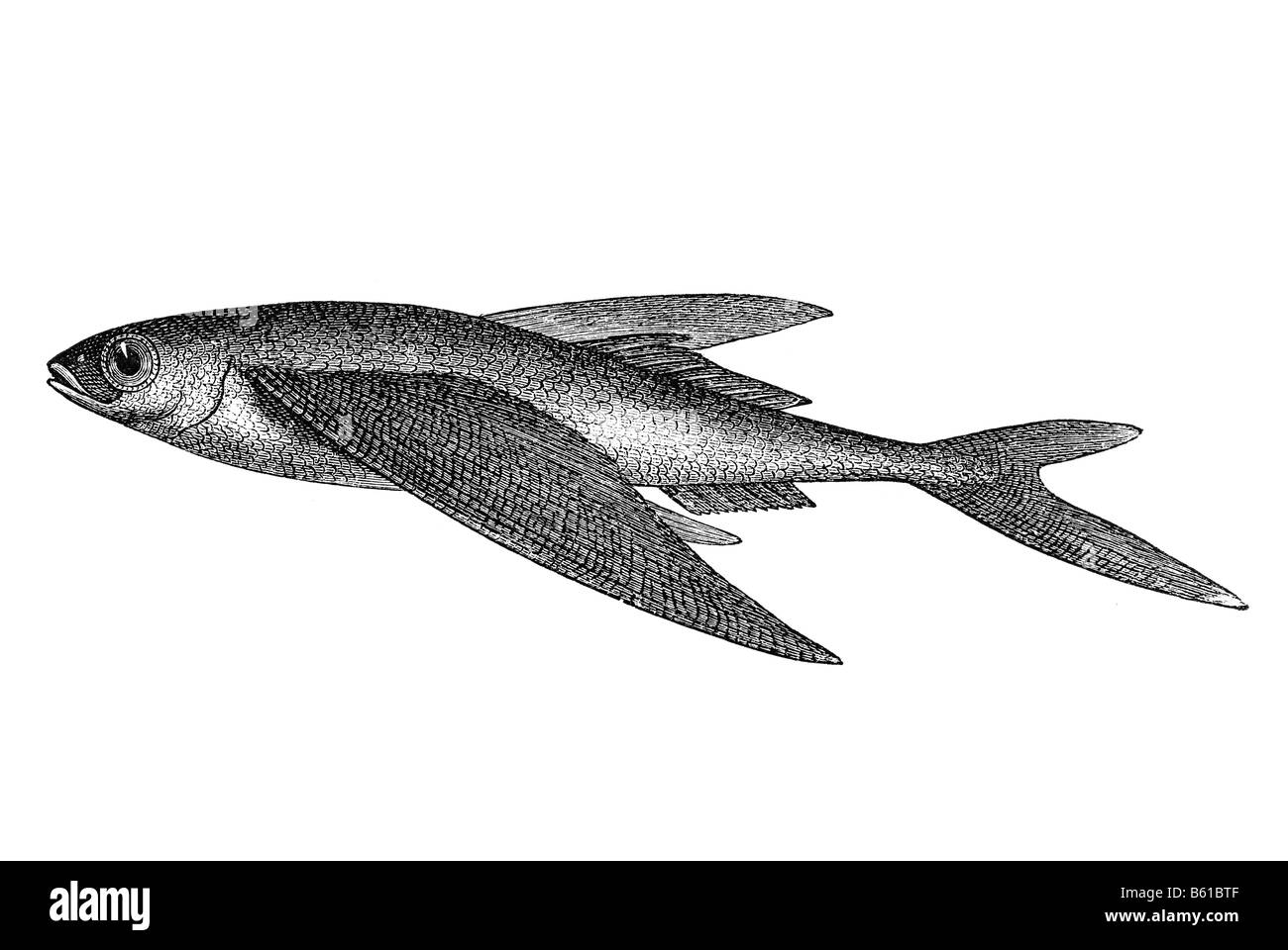 Flying Fish (Exocoetus volitans), Exocoetidae ou poisson volant Banque D'Images