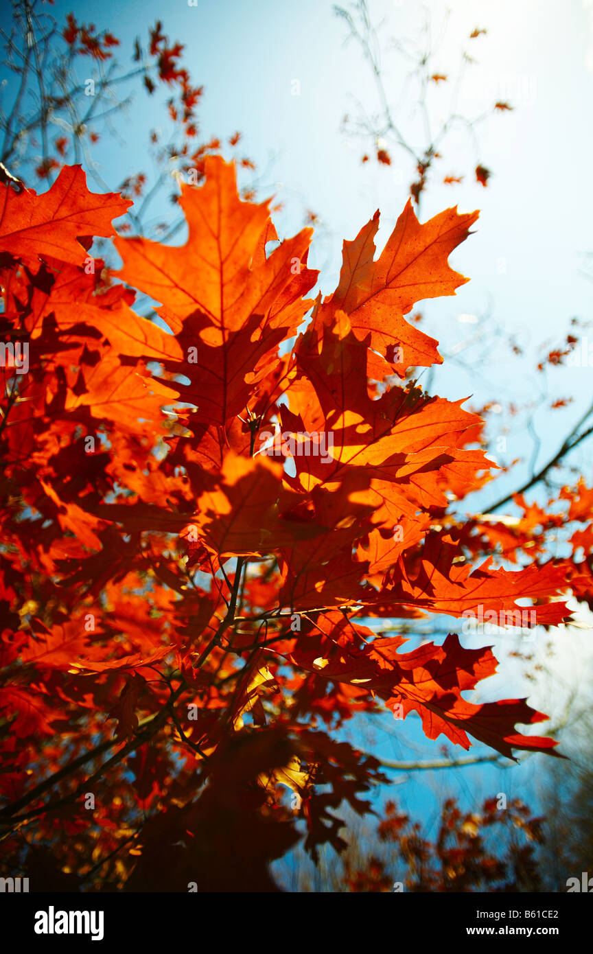 Arbre en automne sur Hampstead Heath London England UK Banque D'Images