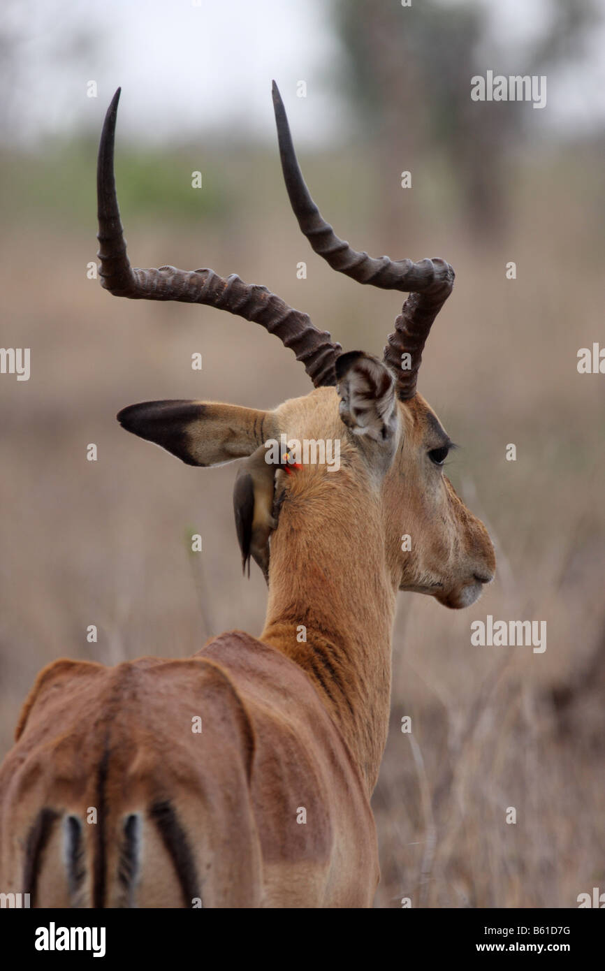 Impala Aepyceros melampus seul mâle adulte avec redbilled oxpecker sur cou Banque D'Images