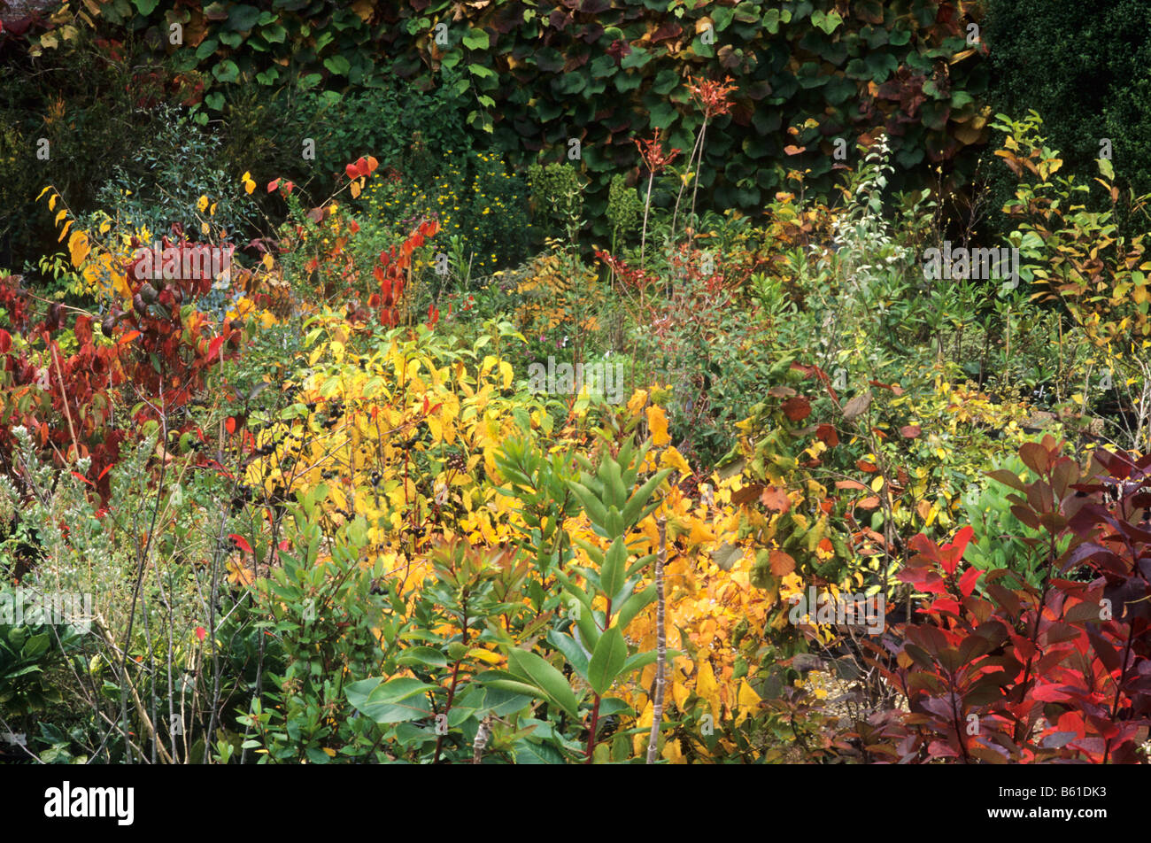Le jardin d'arbustes arbustes automne Octobre plantes frontière couleur couleurs automnales des jardins d'automne Banque D'Images