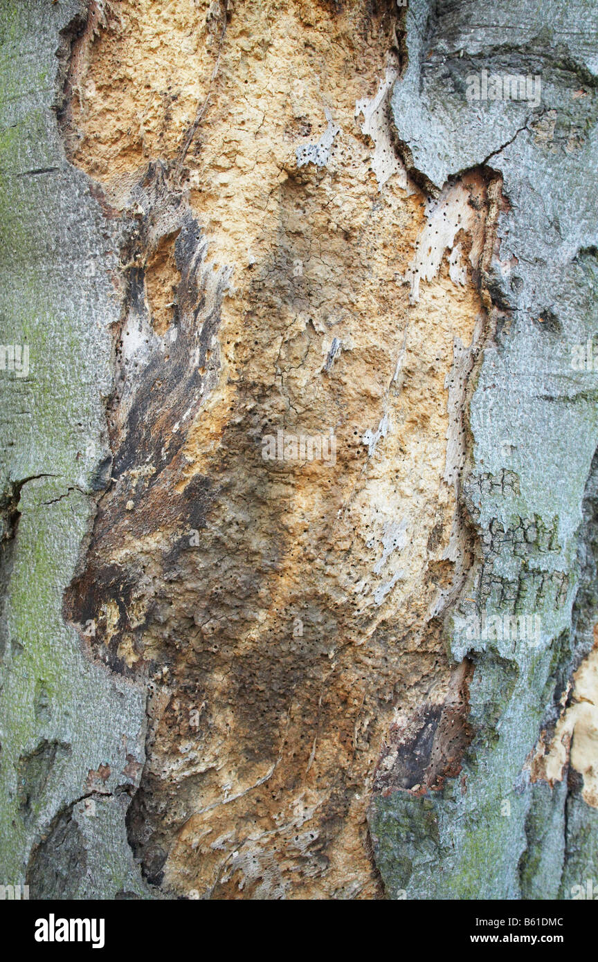 Champignon d'arbre ou de pourriture ou woodworm Golf Polo à Londres en Angleterre Banque D'Images