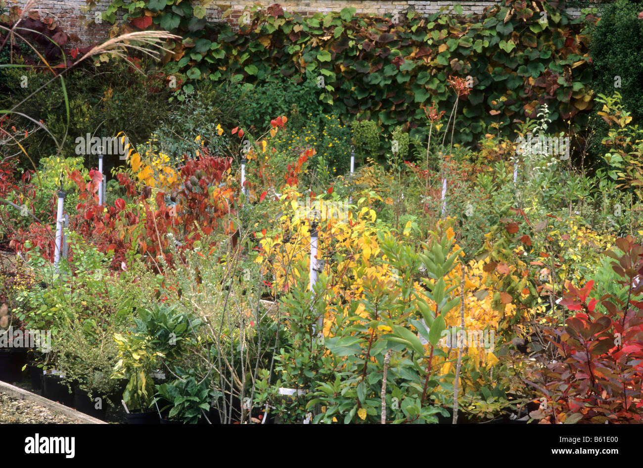 Centre de jardin pépinière de plantes d'automne pour la vente d'arbustes à feuillage couleur d'automne couleur feuille feuilles pots arbustes Banque D'Images