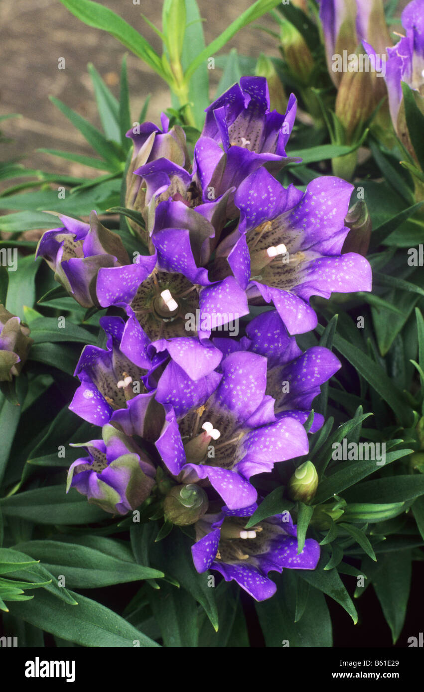 Gentiana makinoi 'Marsha' plante de jardin de fleurs violet de gentiane Banque D'Images