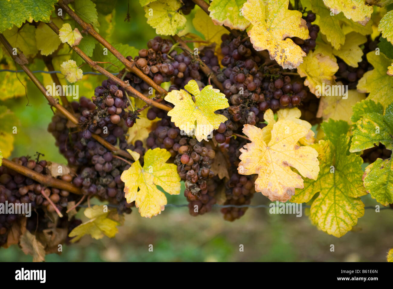 Raisins récoltés tardivement pour le vin de glace du Canada Ontario Niagara Banque D'Images