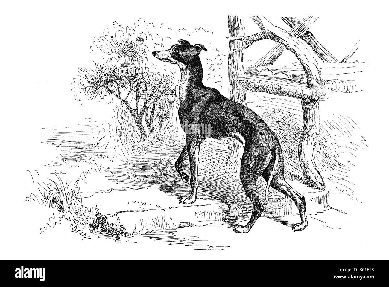Piccolo Levriero Greyhound petite race de chien du type sight hound levriers Banque D'Images