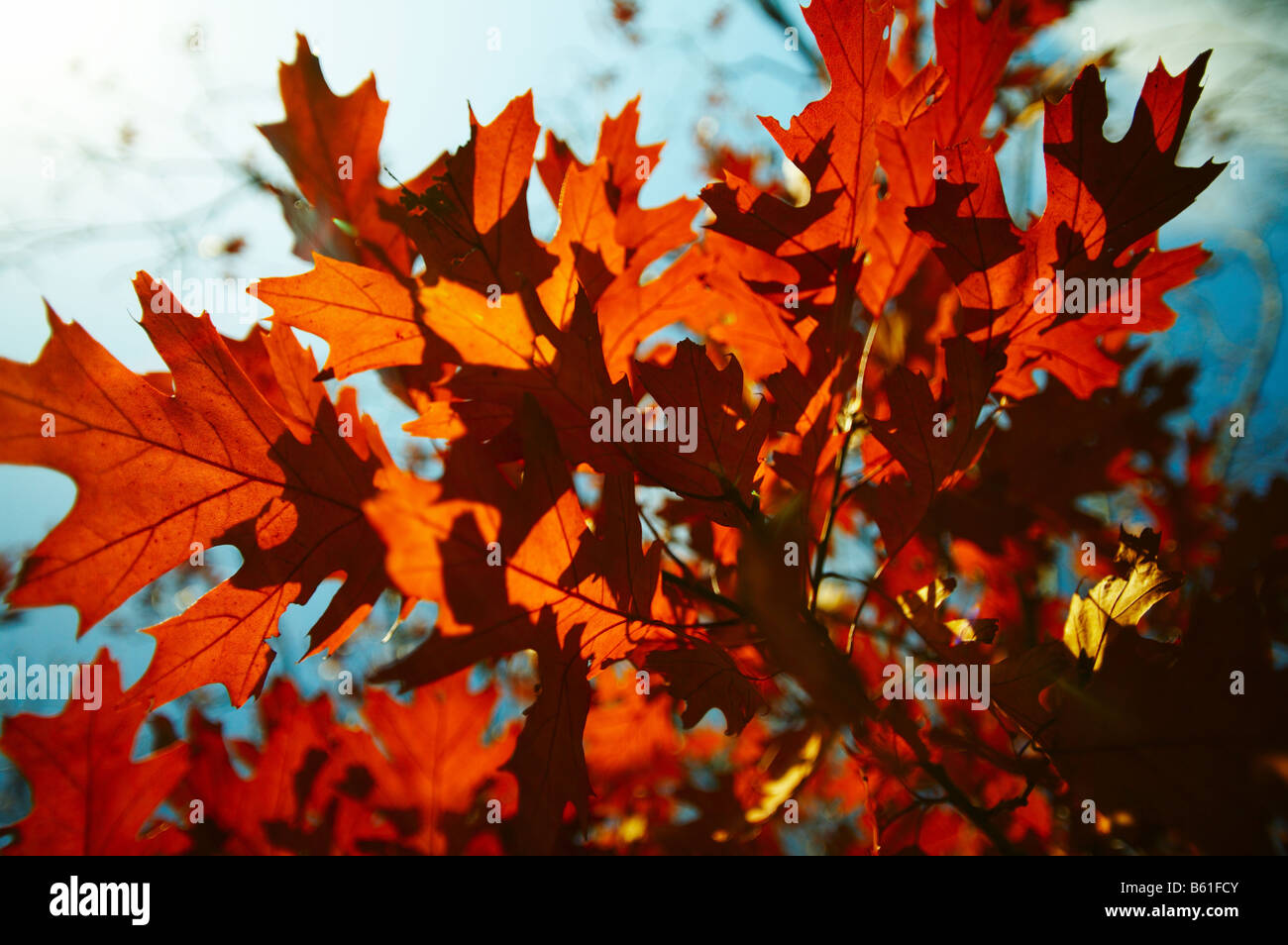 Arbre en automne sur Hampstead Heath London England UK Banque D'Images