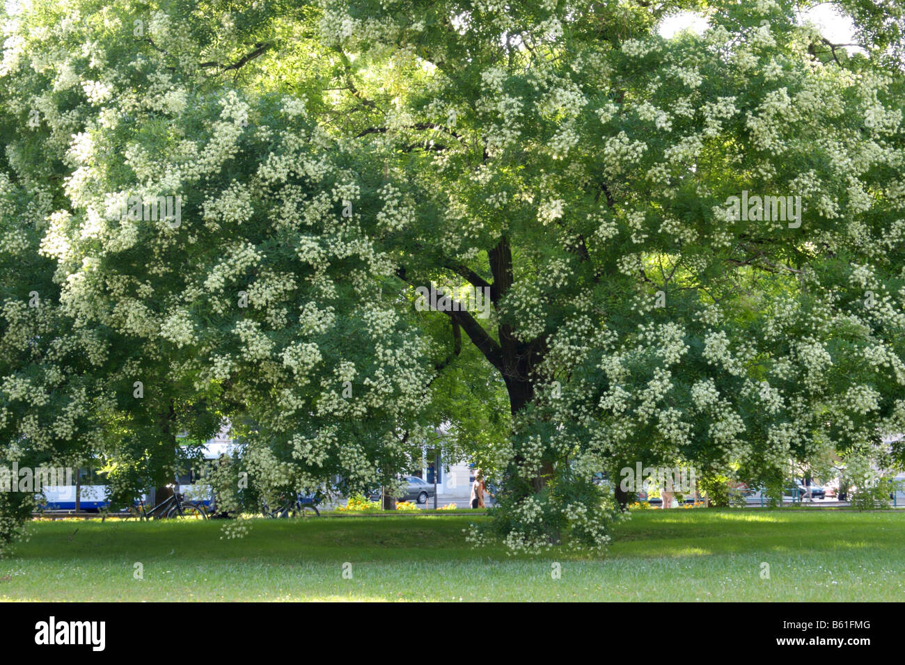 Arbre pagode japonaise (styphnolobium japonicum syn. sophora japonica) Banque D'Images