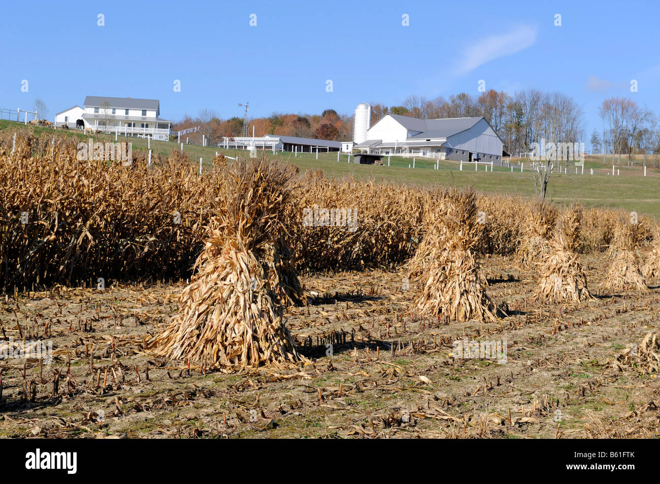 Les tiges en champ agricole au moment de la récolte, Holmes County Amish de l'Ohio U S Banque D'Images
