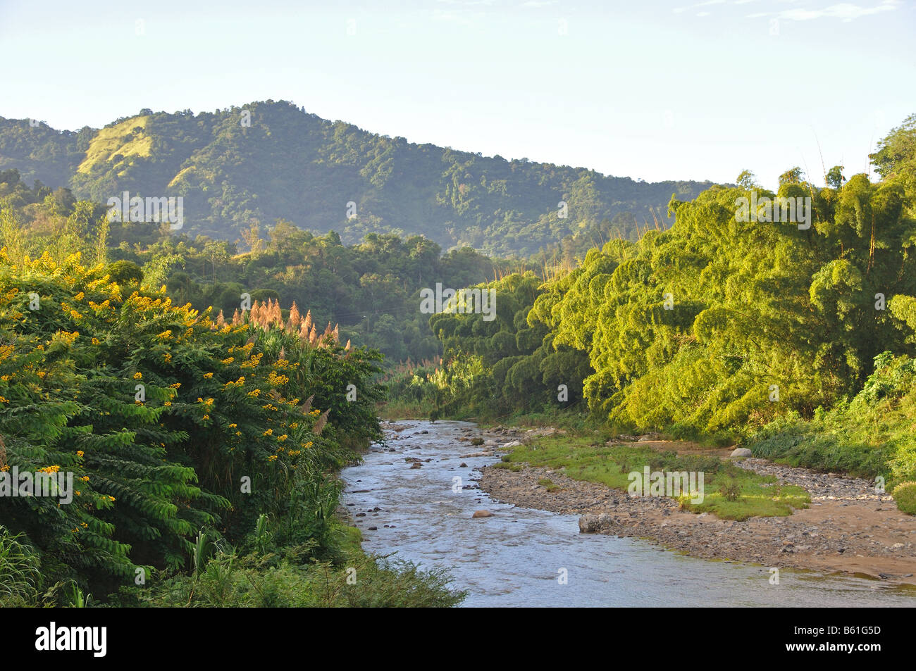 Une rivière traverse la luxuriante forêt tropicale très haut dans les montagnes de Puerto Rico Banque D'Images