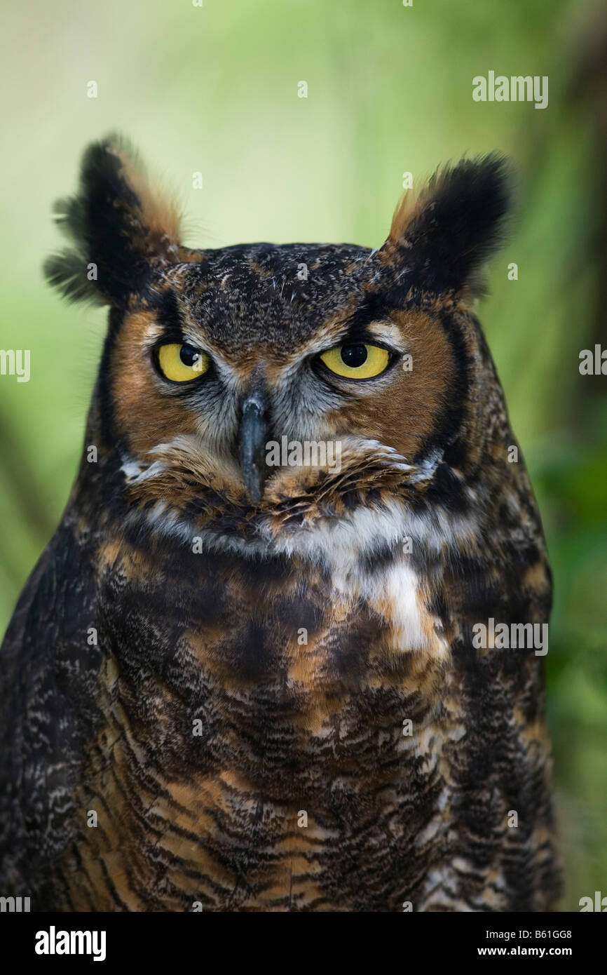 Grand-duc d'Amérique (Bubo virginianus) Banque D'Images