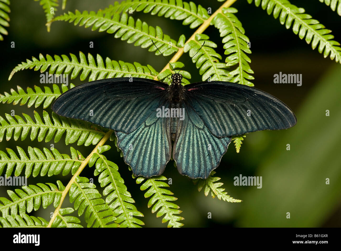 Grand Mormon Papilio memnon (papillon) Banque D'Images